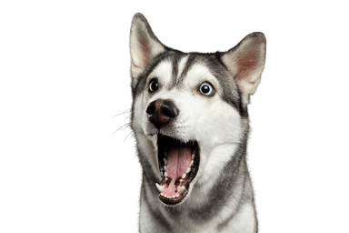 Siberian Husky Siberian Husky