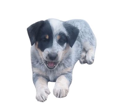 Texas Heeler Texas Heeler