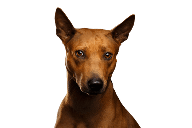 Thai Ridgeback Thai Ridgeback