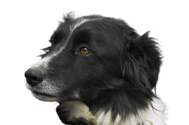Welsh Sheepdog Welsh Sheepdog