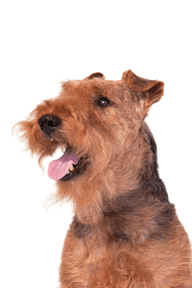 Welsh Terrier Welsh Terrier