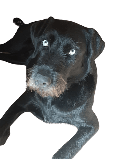 Wirehaired Husky Wirehaired Husky