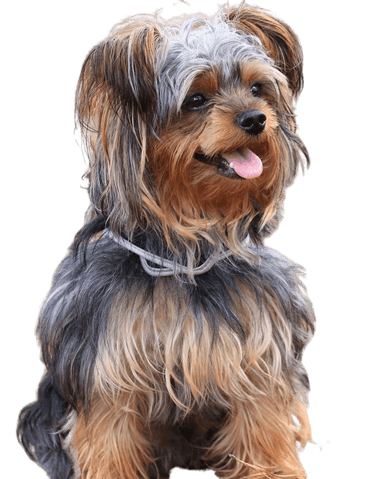 Yorkiepoo Yorkiepoo