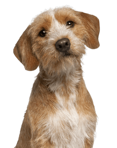 Basset fauve de Bretagne Basset fauve de Bretagne