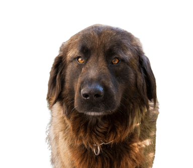 Serra da Estrela mountain dog