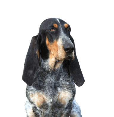 Basset bleu de Gascogne Basset bleu de Gascogne