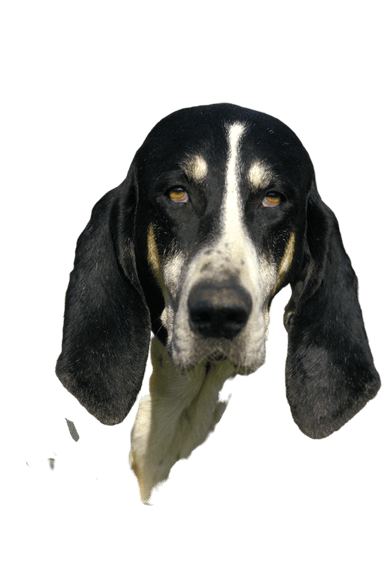 Large Anglo French White Black Running Dog Large Anglo French White Black Running Dog