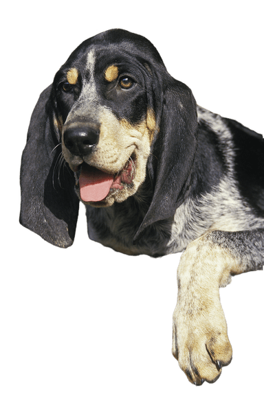 Large blue Gascony hound Large blue Gascony hound
