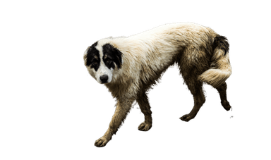 Romanian Bukovina Sheepdog Romanian Bukovina Sheepdog