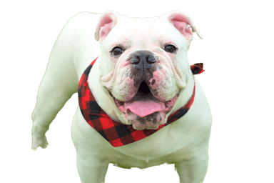 Australian Bulldog Australian Bulldog