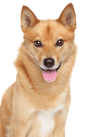 Finnish spitz Finnish spitz