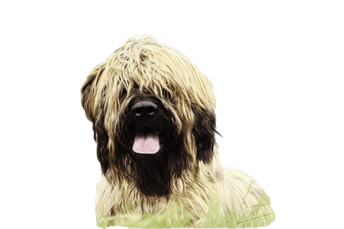Briard Briard