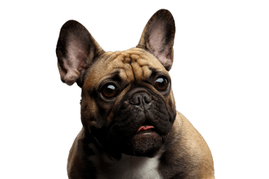 French Bulldog French Bulldog