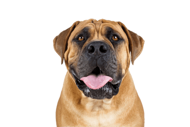 Bullmastiff Bullmastiff