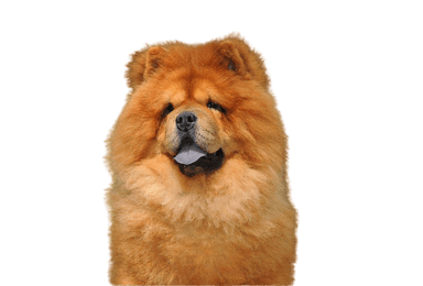 Chow Chow Chow Chow