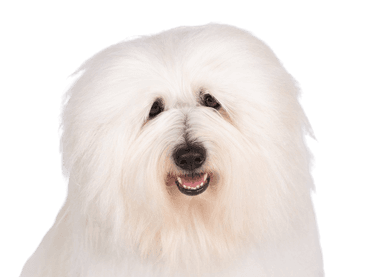 Coton de Tuléar Coton de Tuléar