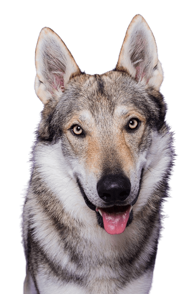 Czechoslovakian Wolfhound Czechoslovakian Wolfhound