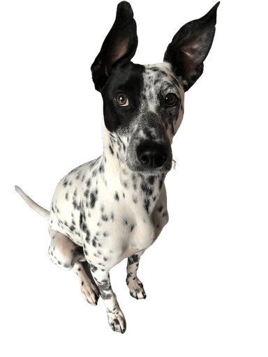 Dalmatian Podenco Ibicenco Mix Dalmatian Podenco Ibicenco Mix