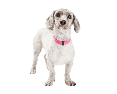 Doxiepoo Doxiepoo