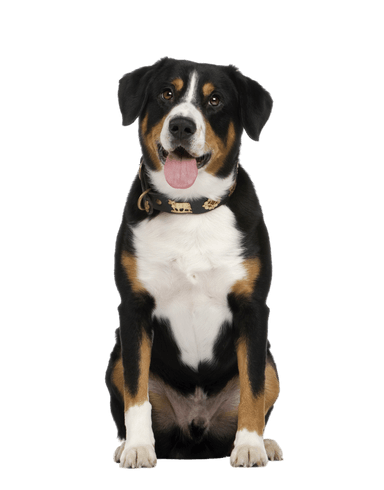 Entlebuch Cattle Dog