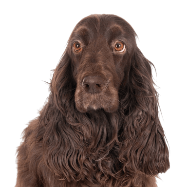 Field spaniel Field spaniel