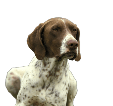 French Pointing Dog (Pyrenean type) French Pointing Dog (Pyrenean type)