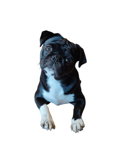 Frenchie Pug Frenchie Pug
