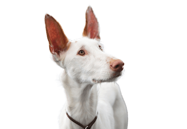 Podenco Ibicenco Podenco Ibicenco