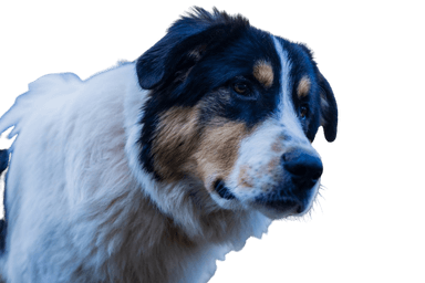 Greek shepherd dog Greek shepherd dog