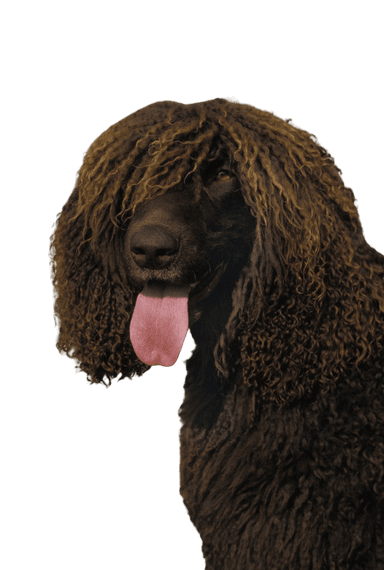 Irish Water Spaniel Irish Water Spaniel