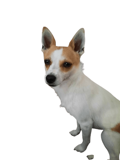 Jack Chi Jack Chi
