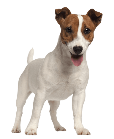 Jack Russell Terrier Jack Russell Terrier