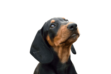 Slovakian Hound