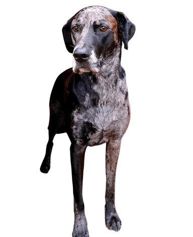 Labradane Labradane