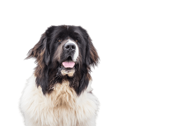 Landseer Landseer