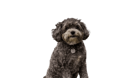 Maltipoo Maltipoo