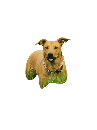 Norwegian Ridgeback Norwegian Ridgeback