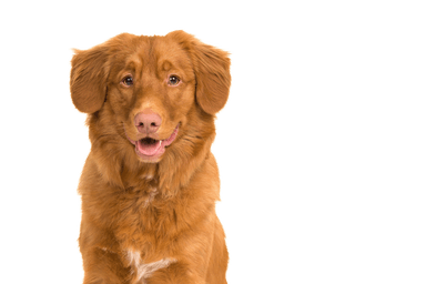 Nova Scotia Duck Tolling Retriever Nova Scotia Duck Tolling Retriever