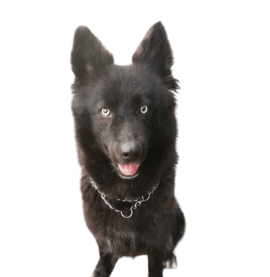 Old German Shepherd Husky Mix Old German Shepherd Husky Mix