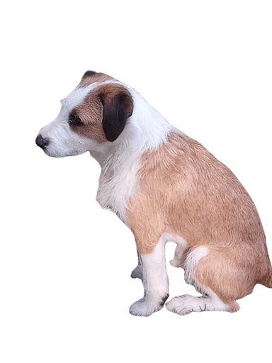 Parson Fox terrier Parson Fox terrier