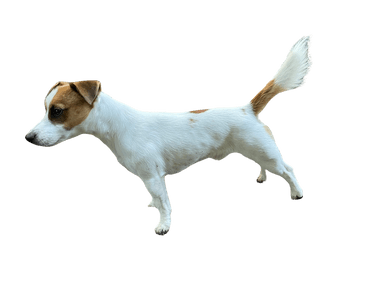 Parson Jack Russell Terrier