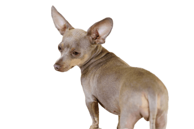 Prague Ratter