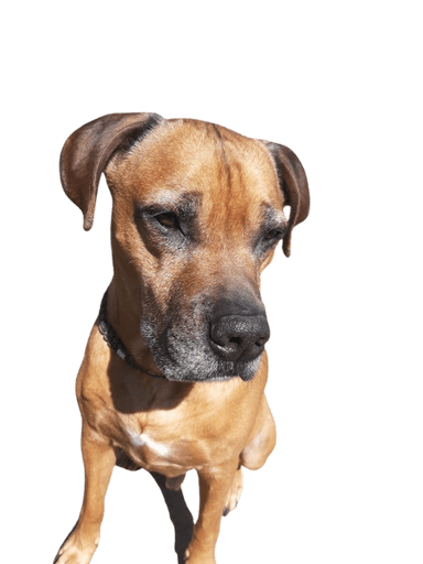 Rhodesian Boxer