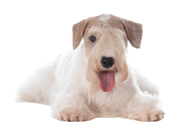 Sealyham Terrier Sealyham Terrier