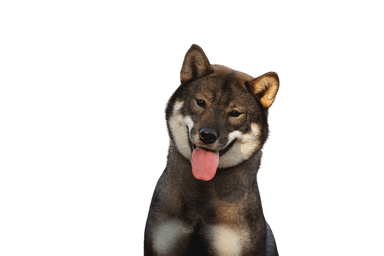 Shikoku Shikoku