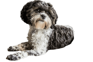 Shih-Poo Shih-Poo
