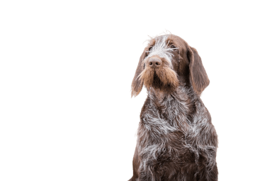 Italian Spinone Italian Spinone