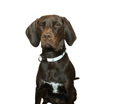 Springer Spaniel Vizsla Mix Springer Spaniel Vizsla Mix