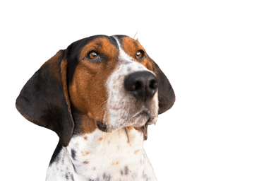 Treeing Walker Coonhound Treeing Walker Coonhound