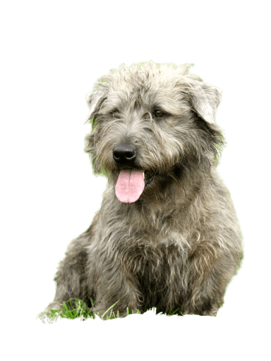 Terrier irlandés Glen of Imaal Terrier irlandés Glen of Imaal